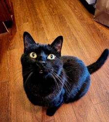 New Home Needed for Loving Black Cat