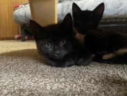 Three American Shorthair Kittens for Sale