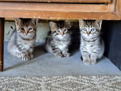 feral kittens for sale