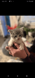 American shorthair kitten for sale.