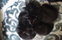 Two black female short-haired kittens