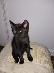 All black kitten