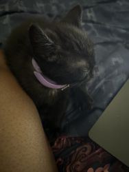 Cute black 3 month kitten