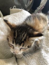 Kittens for new home