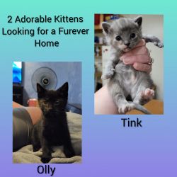 2 adorable kittens looking for forever homes (1 female, 1 male)