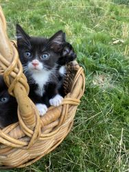 Tuxedo and black kittens for sale