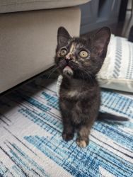 2lb Female Baby Kitten for Adoption