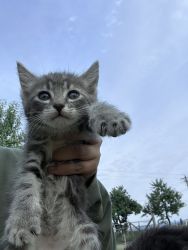 Kittens! For adoption fast!!