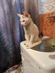 Looking to sell a cat
