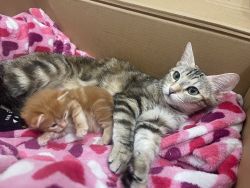 1 year old mama and 1 month old kitten needing home!