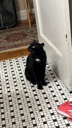 Bandit, black male, American shorthair cat for free with litter box e