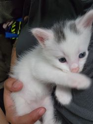 Cute boy kitten