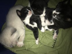 Black and white kittens