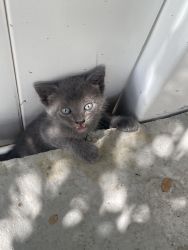 Dark grey kitten