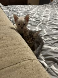 2 kittens to good home