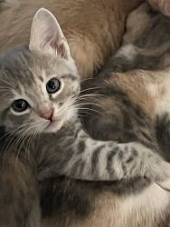 Adorable kitties need forever homes