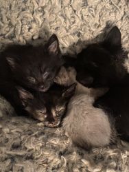 Re homing kittens