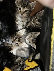 5 kittens for rehousing
