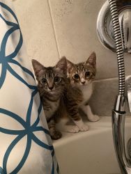 2 Short hair kittens