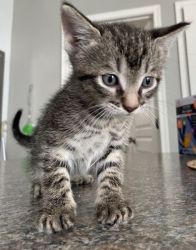 8 week old boy kitten (Stripe)