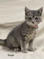 Adopt a kitten through Hiawatha Animal Humane Society
