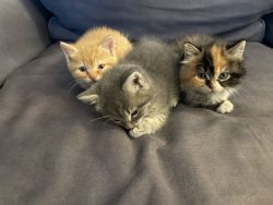 5 week old kittens