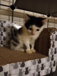 Adorable Kittens Need New Homes!!,