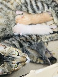Cat and kittens for sale