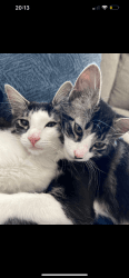 2 very affectionate cats to rehome