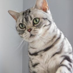 American Shorthair Kittens for sale now Tica Registered