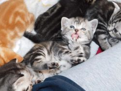 Chunky Male & Female American Shorthair Kittens