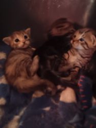 3 kittens need home this week Asap and are waiting for new home