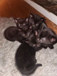 Onyx kittens that love to cuddle