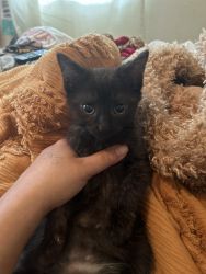 Black domestic shorthair kitten