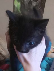 2 black male kittens ready to rehome