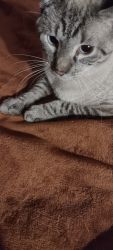 Beautiful, sweet gray Shorthair cat w/ blue eyes