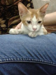 short hair Persian kitten need family at mumbai