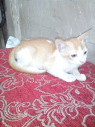 American short hair Persian kitten need family