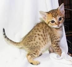 Savannah Kitten For Sale (xxx)xxx-xxxx