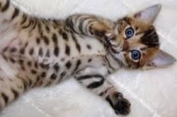 These are gorgeous male and female Bengal kittens