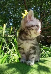edwdfqd male and female Purebred American Shorthair kittens for sale..