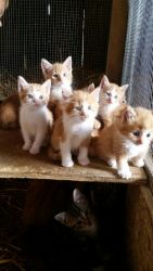 Kittens Available to Loving Homes