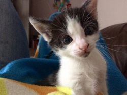 Adorable American Shorthair Kittens for sale