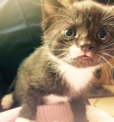 Stunning American Shorthair Kittens for sale