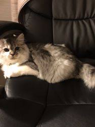Looking for a New Home for Cat
