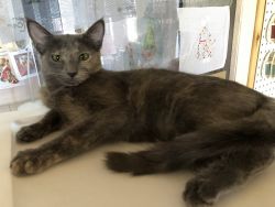 Cats and Kittens for Adoption