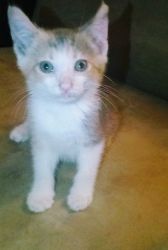 3 kittens looking for new home