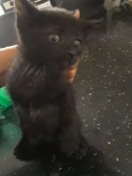 Selling 2 black baby kittens their both girls