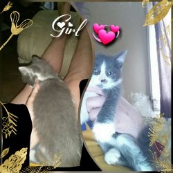 2 kittens for FREE (1 boy, 1 girl)