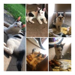 Five american shorthair cats for $20 each